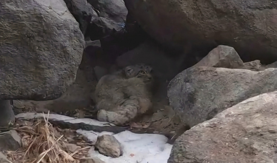 Landmark sighting: Pallas’s Cat found in Aryan valley
