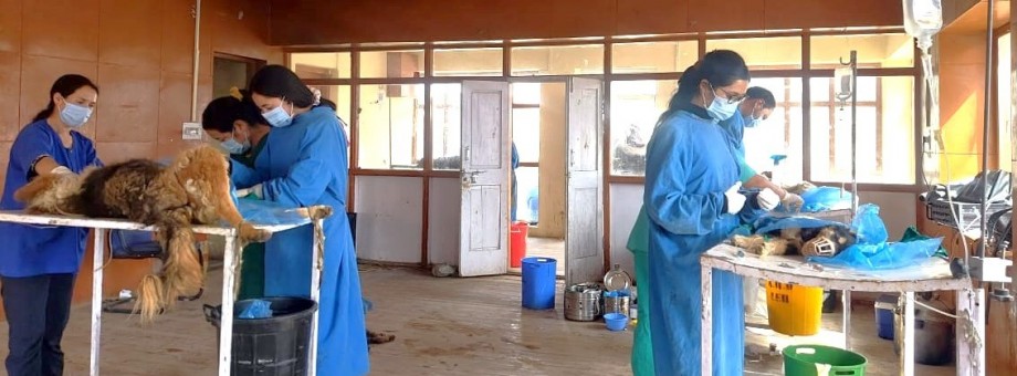 128 dogs sterilized and vaccinated against rabies in Nyoma