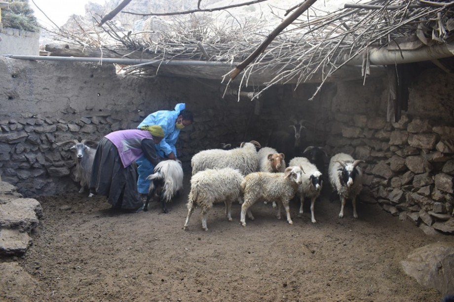 Sheep Husbandry Department Kargil intensifies measures to control goat plague outbreak in Shakar-Chiktan Block