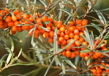 Discussion held on development of Seabuckthorn, Pashmina and Apricot