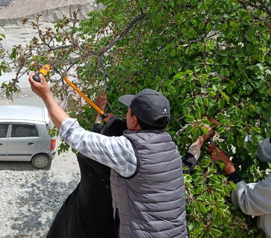 Horticulture experts inspect Yellow-tail moth infestation in Nubra